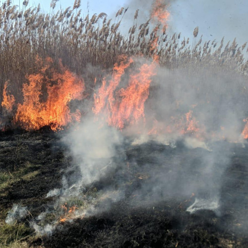 Incendiu de proporții în zona stufului din apropierea satului Sinoe