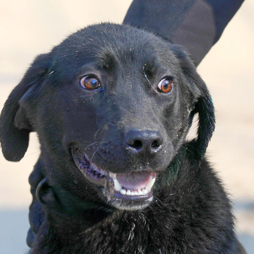 Shadow, cățelusa adorabilă, își caută o familie iubitoare