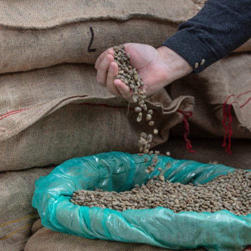 Furturile de cafea verde cresc în Statele Unite