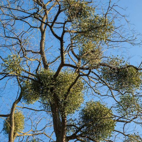 Vascul: O planta cu traditii si semnificatii