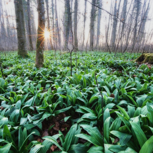 Leurda, planta-minune pentru sănătate în sezonul primăverii