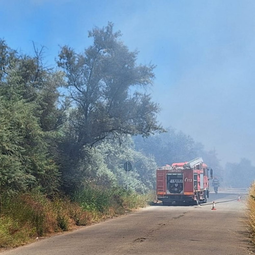 FOTO FOC la ieșire din Mangalia spre Albești: Pompierii intervin cu mai multe mașini de stingere