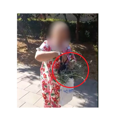 VIDEO Constanța: O bătrână a fost surprinsă când fura lavanda plantată pe domeniul public