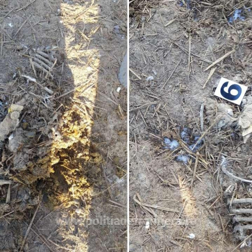 Judecătorii amână dosarul oilor îngropate la Smârdan! Vezi aici când a fost fixat noul termen la Curtea de Apel Constanța