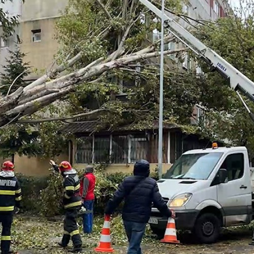 Primăria Constanța, obligată să plătească despăgubiri după ce un copac a distrus o mașină! Câți bani sunt la mijloc