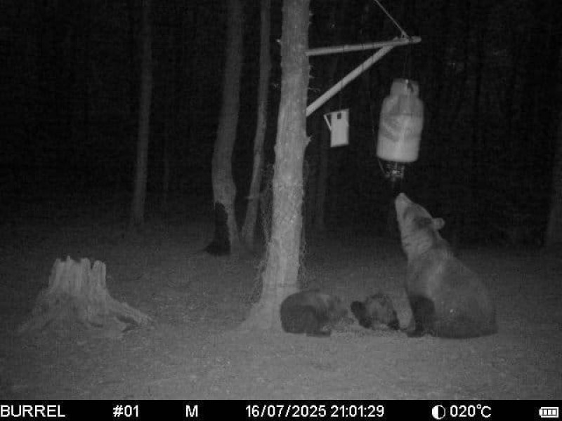 Image Description
