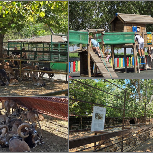 FOTO VIDEO Conducerea Complexului Muzeal pentru Științe ale Naturii Constanța investește în viitor: facilități îmbunătățite pentru animale și păsări și planuri pentru achiziții noi. Ce spune directorul Gelu Dănuț Dincă