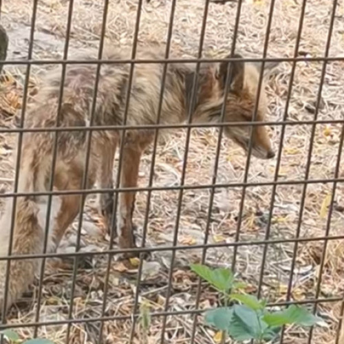 Video Imagini revoltătoare la Grădina Zoologică Vâlcea: vulpe în stare gravă, slabă, fără îngrijire medicală. „Dispreț total față de animale”
