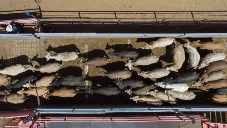 Proiectul UE pentru îmbunătățirea transportului animalelor rămâne blocat în Parlament