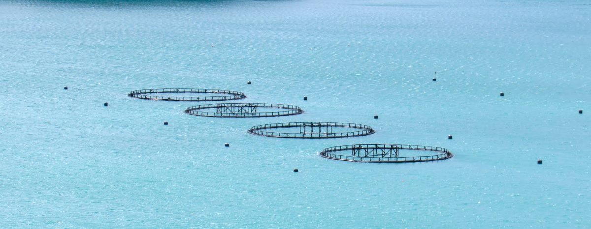 Ferma piscicolă de pe Marea Neagră va produce 1.200 tone de păstrăv anual