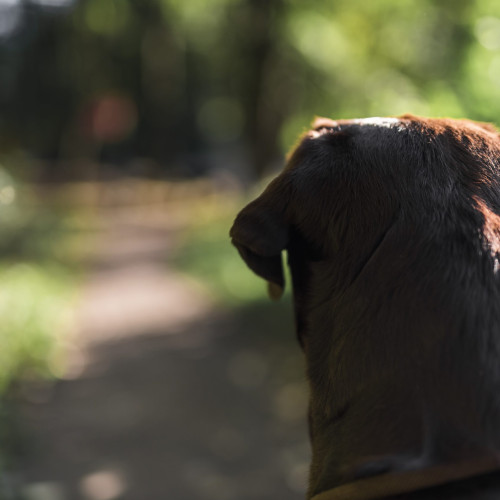 Crematoriu pentru animale domestic în județul Constanța, investiție de 250.000 euro